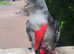 Cockatiel super tame