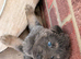 Beautiful German Shepherd Puppies