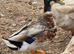 Ducks & Drakes