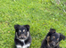 Beautiful Puppies for Sale