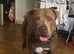 Staffy x pressa canarios