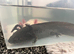 wild type axolotl boy