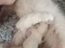 Champion bred male ragdoll kittens