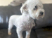 Bichon Frise 5yrs looking for new homes x2