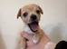 Fluffy Chihuahua Puppies – Now 5 Weeks Old