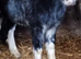 floss