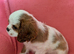 Gorgeous Cavalier King Charles Spaniel puppies