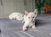 Bengal cross Siamese (BENAMESE)