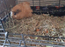 Baby Guinea Pigs