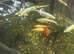 Pond fish