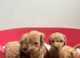 Cockapoo puppies