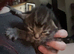 2 male kittens