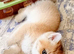 Beautiful fluffy teddy Golden and Silver pointed British Shorthair kittens