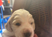 Working cocker puppies