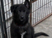 German Shepherd pups