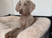 Female Weimaraner pup