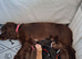 Cocker spaniels