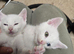 2mnth white Boy&Girl two colour eye