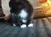 Lovely kitten's