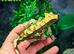 Male Crested Gecko & Full setup