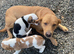 Beagle x lab