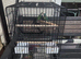 Pair of lovebird with cage