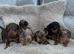 Miniature dachshund puppy’s