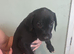 Presa canario pups ready to leave to their forever home
