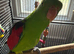 Semi tame crimson wing