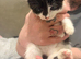 Kittens ready now