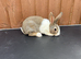 Baby Dutch Rabbits For Sale