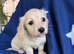 KC reg, English cream Miniature Dachshund puppies