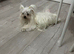 Tiny Maltese adult girl