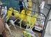 Healthy young budgies