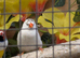 Pair of penguin zebra finch