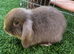 Last beautiful brown mini lop buck