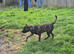 Sharpei cross staff