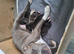 Two short legged staffy s for sale ,