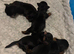 Yorkshire Terrier puppies