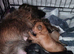 2 loving boys still looking for there loving homes