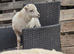 Registered Ouessant ewes with lambs at foot