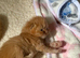 Chinchilla exotic Persian Kittens