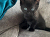 2 Gorgeous Female Kittens