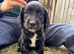 Working Cocker Spaniel Puppies