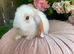 Mini lops
