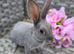 Baby mini rex bunnies ready to leave now