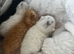 Mixed breed kitten
