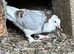 GBO Pigeons