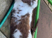 Young French lop & mini lop