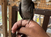 Tamed young cockatiels